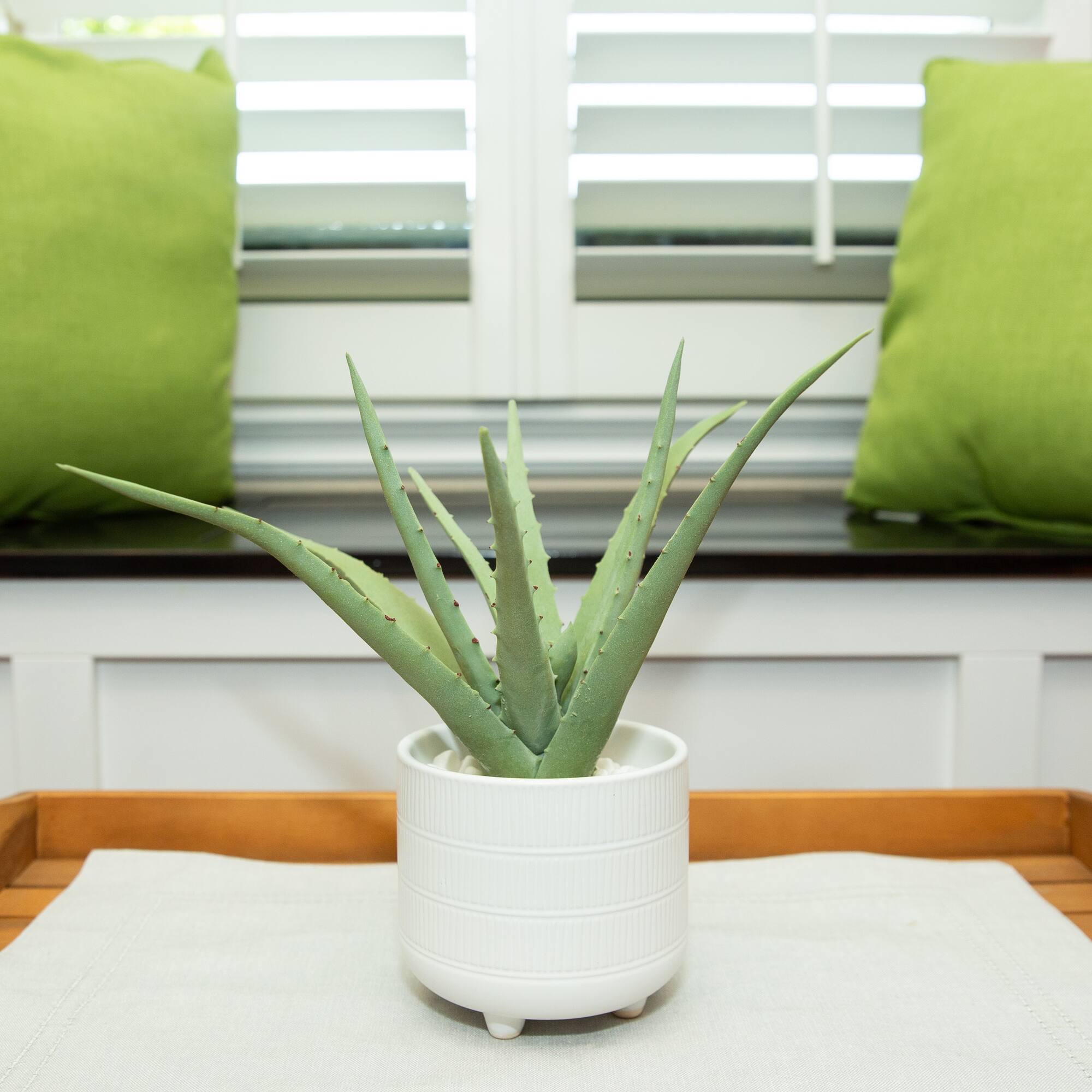 Flora Bunda® 10" Aloe In 5" Barcode Footed Ceramic Pot
